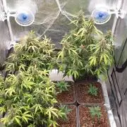 Jet Fuel Mandarine & Studio 54 Organic