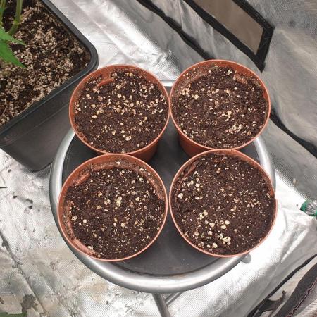 Sweet Seeds Tropicana Poison F1FV