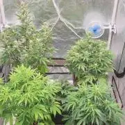 Green Poison & Red Gorilla Girl