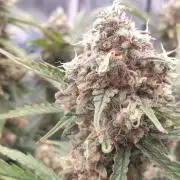 GreenPoisonRedGorillaGirl&GorillaCookies