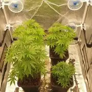 Lemonpaya Organic