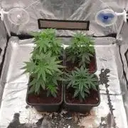 Lemonpaya Organic