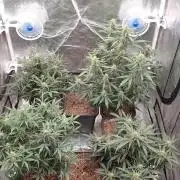 Jet Fuel Mandarine & Studio 54 Organic