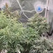 Green Poison & Red Gorilla Girl