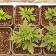 Green Poison & Red Gorilla Girl