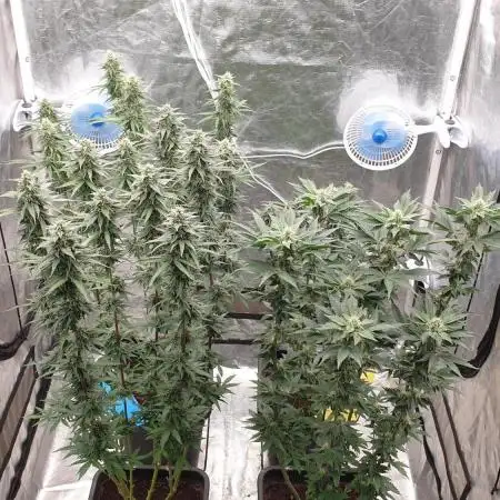 Sweet Seeds Mental Rainbow F1FV