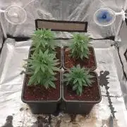 Lemonpaya Organic