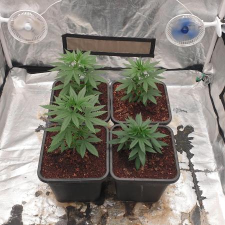 Lemonpaya Organic
