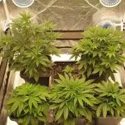 Green Poison & Red Gorilla Girl