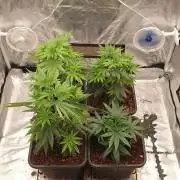 Lemonpaya Organic