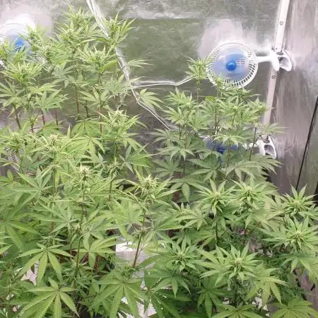 Sweet Seeds Mental Rainbow F1FV