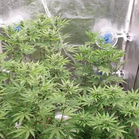 Sweet Seeds Mental Rainbow F1FV