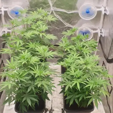 Sweet Seeds Mental Rainbow F1FV