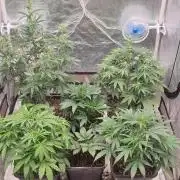 Green Poison & Red Gorilla Girl