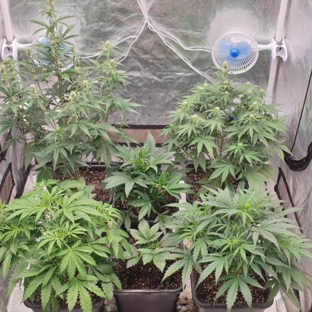 Green Poison & Red Gorilla Girl