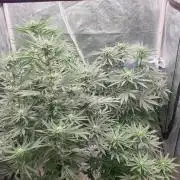 Lemonpaya Organic