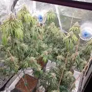 Lemonpaya Organic