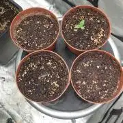 Sweet Seeds Tropicana Poison F1FV