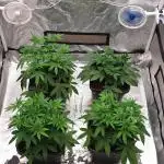 Sweet Seeds Mental Rainbow F1FV