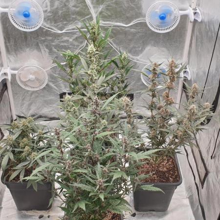Sweet Seeds Red Gorilla Girl XL Auto