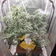 Lemonpaya Organic