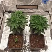 Tropicana Poison & Critical Auto Organic