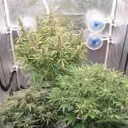 GreenPoisonRedGorillaGirl&GorillaCookies