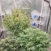 GreenPoisonRedGorillaGirl&GorillaCookies