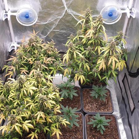 Jet Fuel Mandarine & Studio 54 Organic