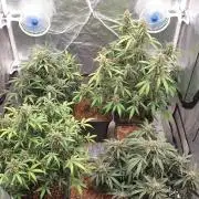 Jet Fuel Mandarine & Studio 54 Organic