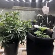 Stevos home grown