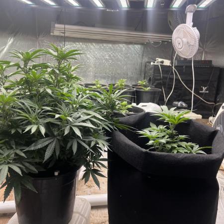 Stevos home grown