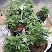 Autoflower