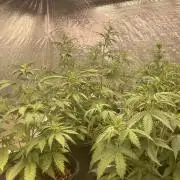 Autoflower