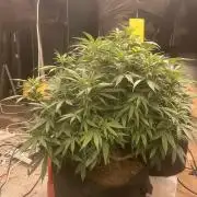 Stevos home grown