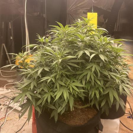 Stevos home grown