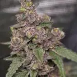 Lady Pink, cuts by Purple City Genetics