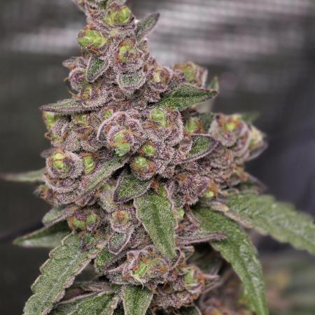Lady Pink, cuts by Purple City Genetics