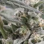 Lady Pink, cuts by Purple City Genetics