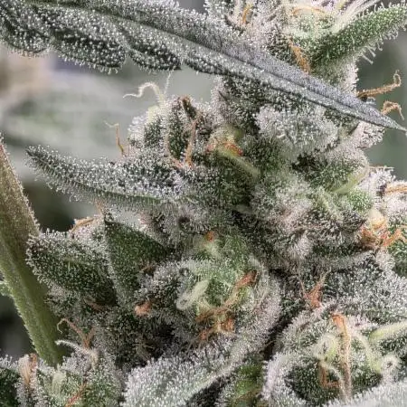 Lady Pink, cuts by Purple City Genetics