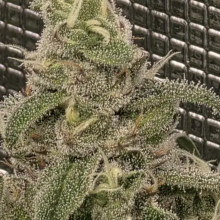 Lady Pink, cuts by Purple City Genetics