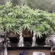 Planet of the Grapes Rbx by Ethos