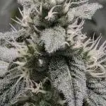 Lady Pink, cuts by Purple City Genetics