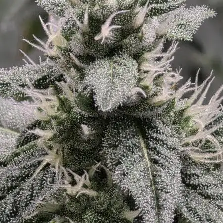 Lady Pink, cuts by Purple City Genetics