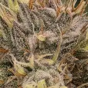 Planet of the Grapes Rbx by Ethos