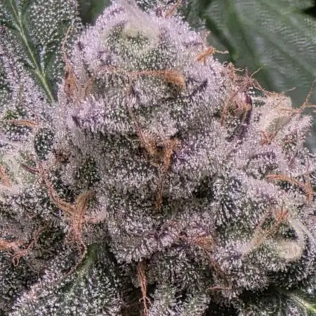 Toronja by Purple City Genetics