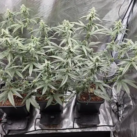 Lady Pink, cuts by Purple City Genetics