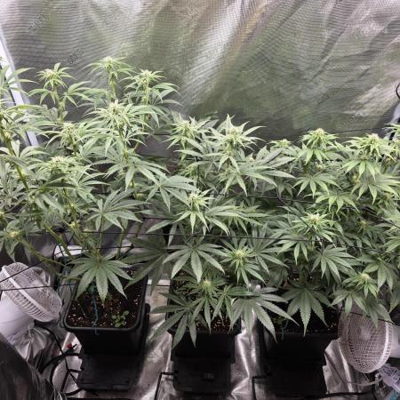 Planet of the Grapes Rbx by Ethos