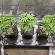 Planet of the Grapes Rbx by Ethos