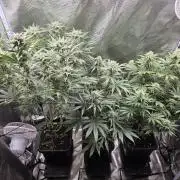 Planet of the Grapes Rbx by Ethos